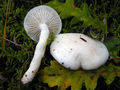 Hygrophorus cossus